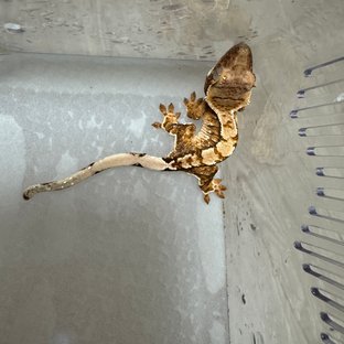 익스트림할리퀸 텐저린 트라이