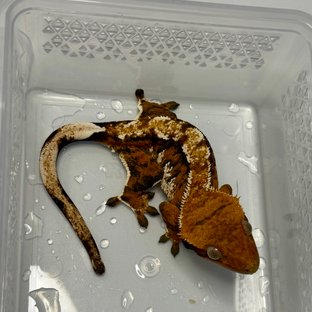 텐저린 트라이 익스트림할리퀸 노멀