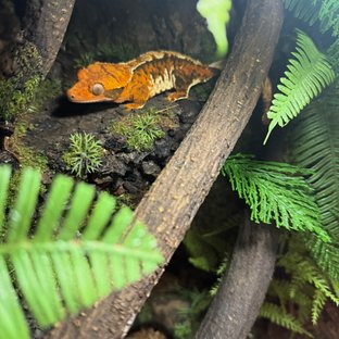 텐저린 트라이 익스트림할리퀸