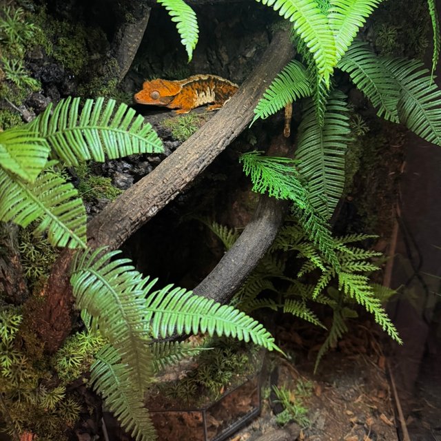 텐저린 트라이 익스트림할리퀸