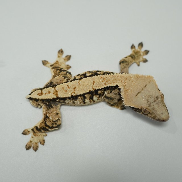 트라이 익스트림할리퀸