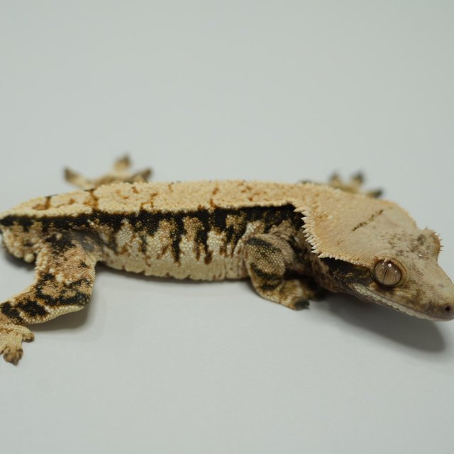 트라이 익스트림할리퀸