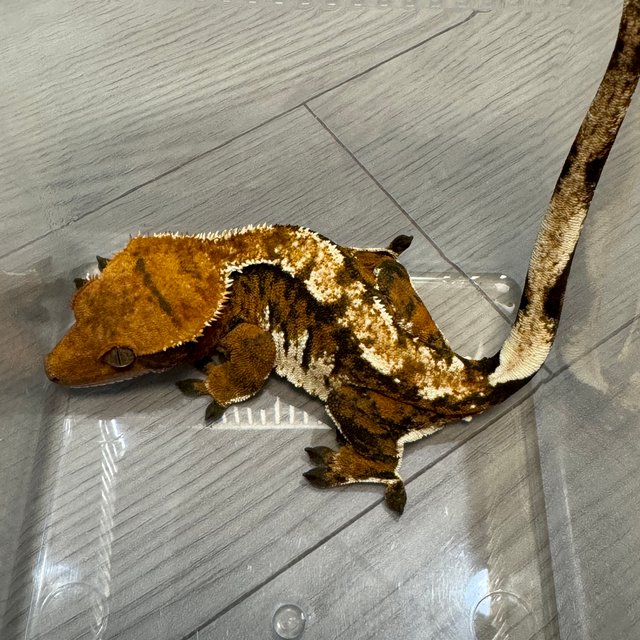 텐저린 트라이 익스트림할리퀸