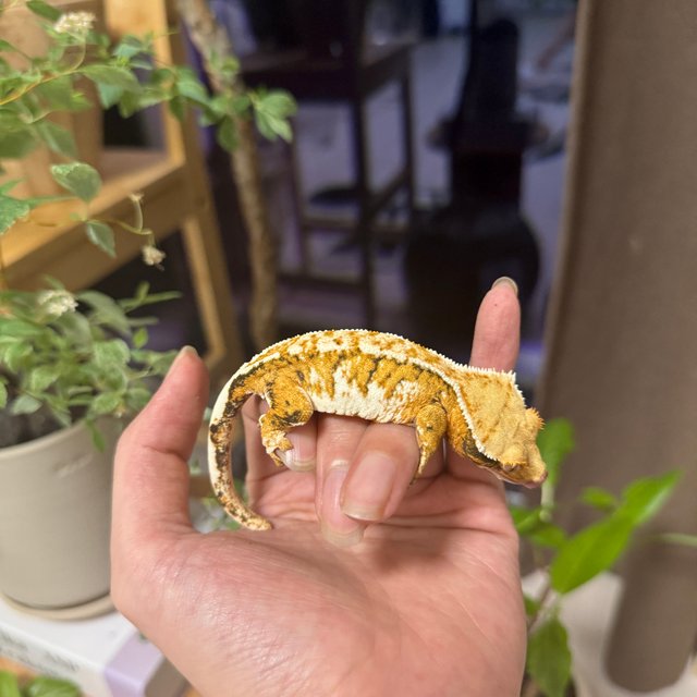 트라이 익스트림할리퀸