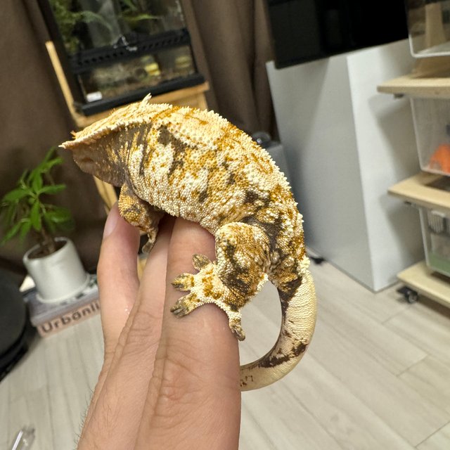 트라이 익스트림할리퀸 화이트스팟