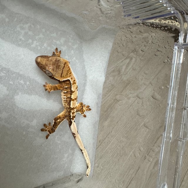 익스트림할리퀸 텐저린 트라이