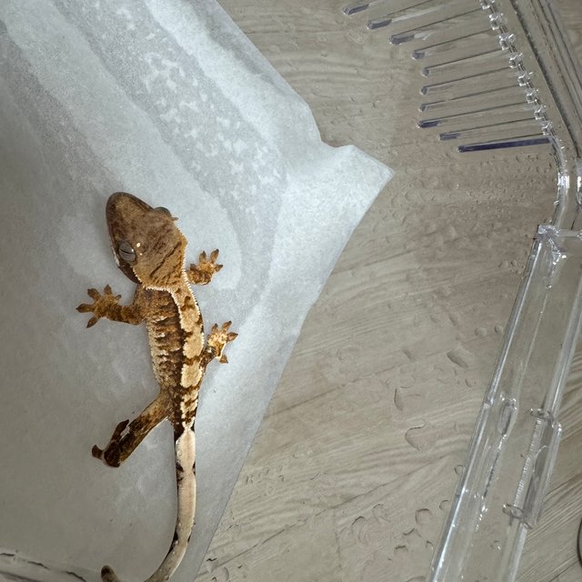 익스트림할리퀸 텐저린 트라이