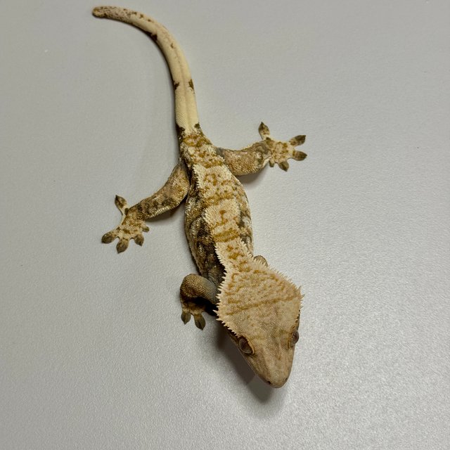 트라이 익스트림할리퀸 화이트스팟 노멀