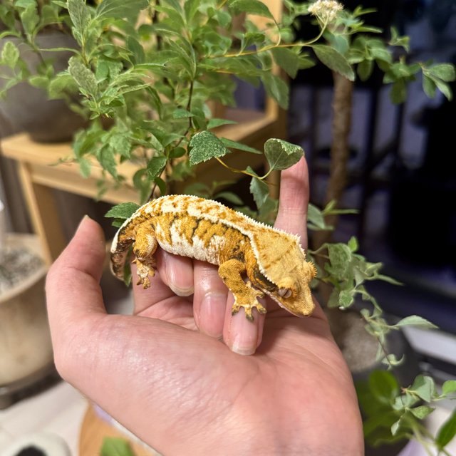 트라이 익스트림할리퀸