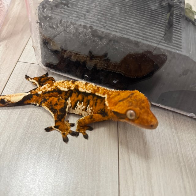 텐저린 트라이 익스트림할리퀸