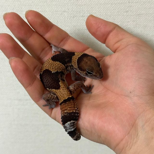 노멀 헷 고스트