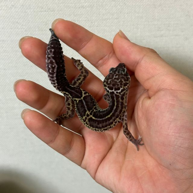블랙나이트 스노우