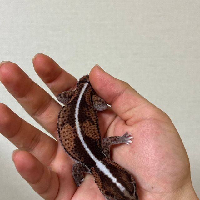 노멀 헷 오레오 헷 패턴리스