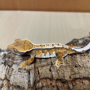 텐저린 트라이 익스트림할리퀸