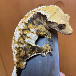 트라이 익스트림할리퀸 화이트