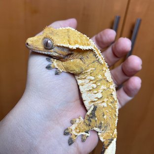 텐저린 트라이 익스트림할리퀸