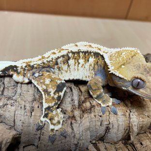 트라이 익스트림할리퀸