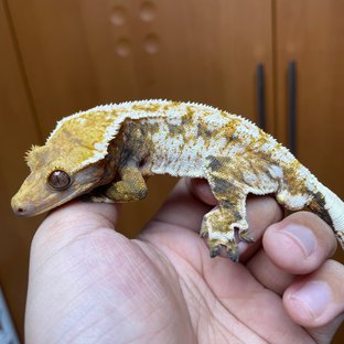 화이트스팟 화이트핀 트라이