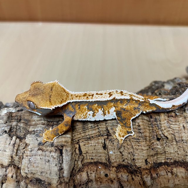 텐저린 트라이 익스트림할리퀸