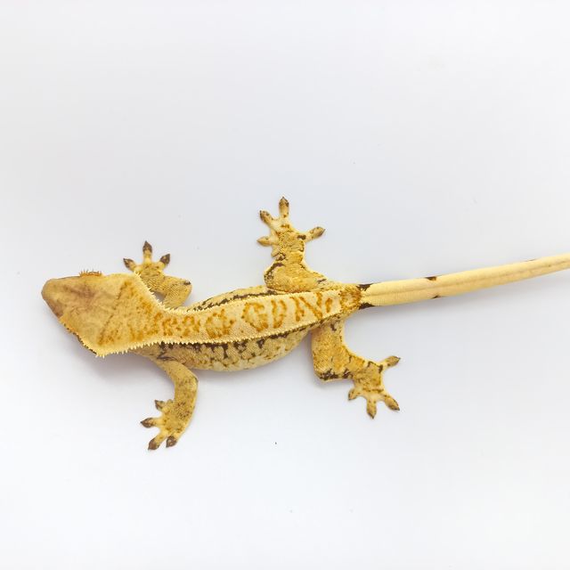 SPT