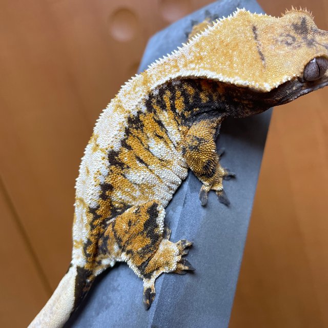 텐저린 트라이 익스트림할리퀸