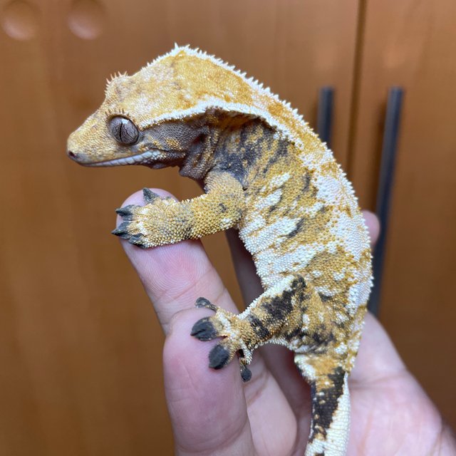 텐저린 트라이 익스트림할리퀸