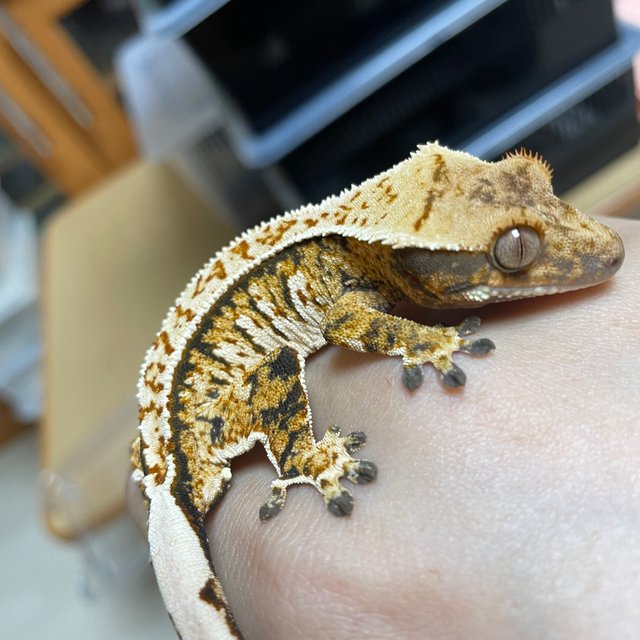 트라이 익스트림할리퀸