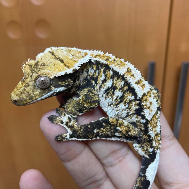 트라이 익스트림할리퀸 화이트