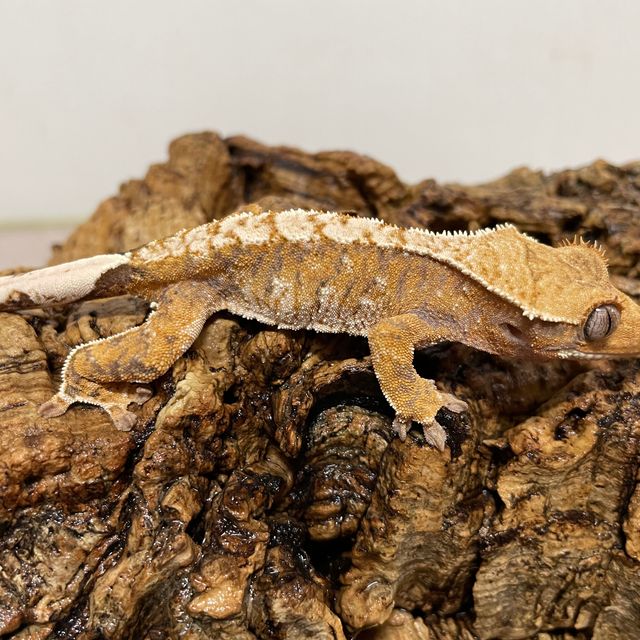 바브