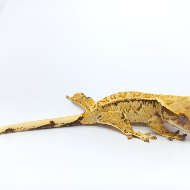 SPT