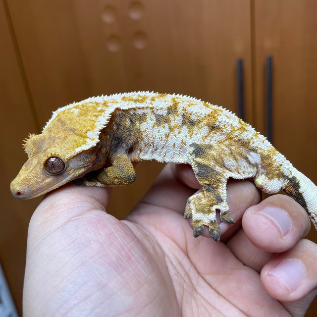 화이트스팟 화이트핀 트라이