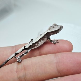 하이엔드 월빡 세잔