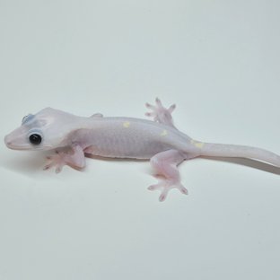 Super Hypo Lilly White