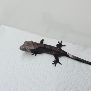 아잔틱