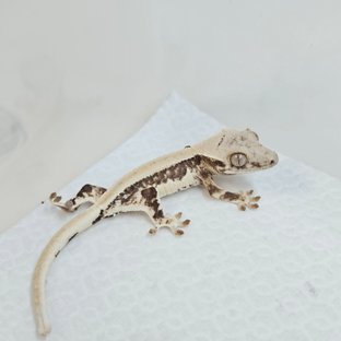 릴리100%헷아잔틱