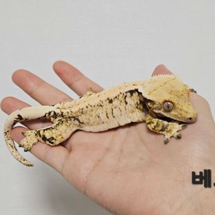 베르