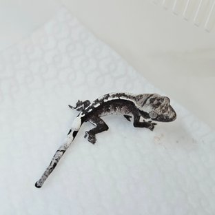 아잔틱