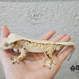 슈마허