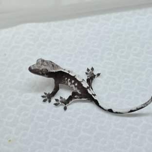 Sable Axanthic