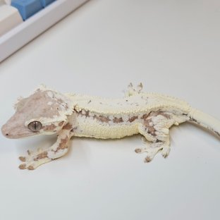 프라푸치노 크림시클
