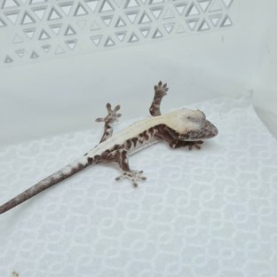 Super Sable LW 100% Het Axanthic