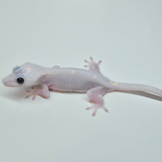 Super Hypo Lilly White