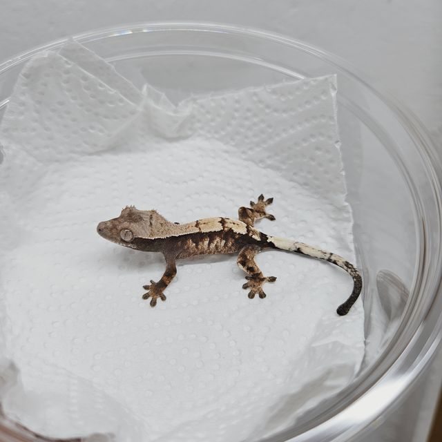 세이블