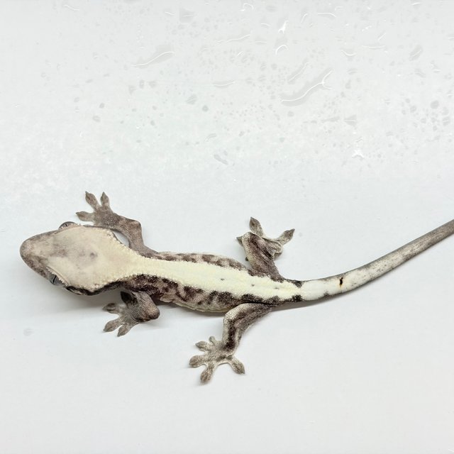 Super Sable LW 100% Het Axanthic