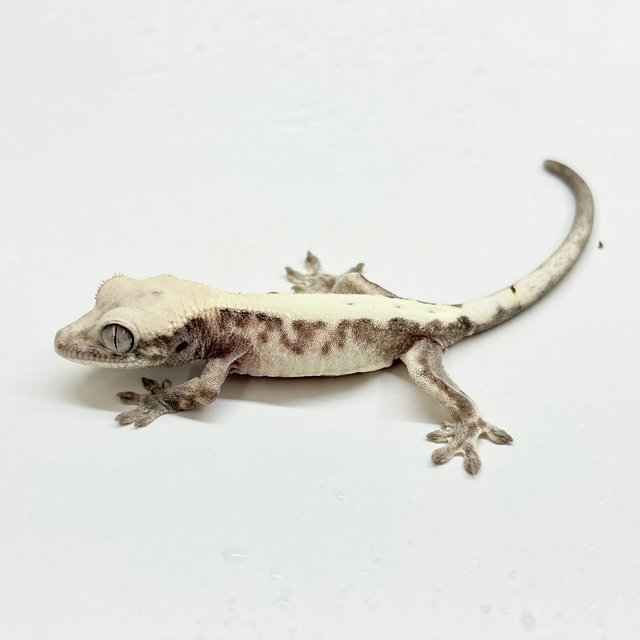 Super Sable LW 100% Het Axanthic