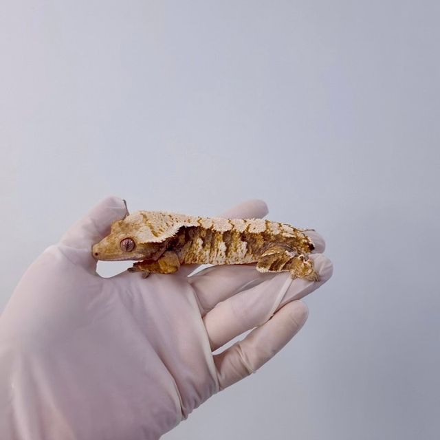 세이블