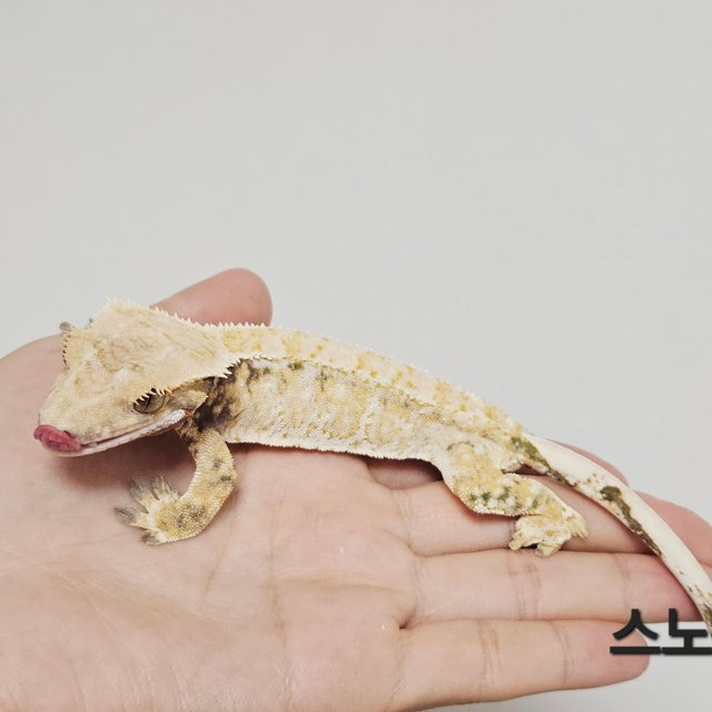 드리피 화이트스팟