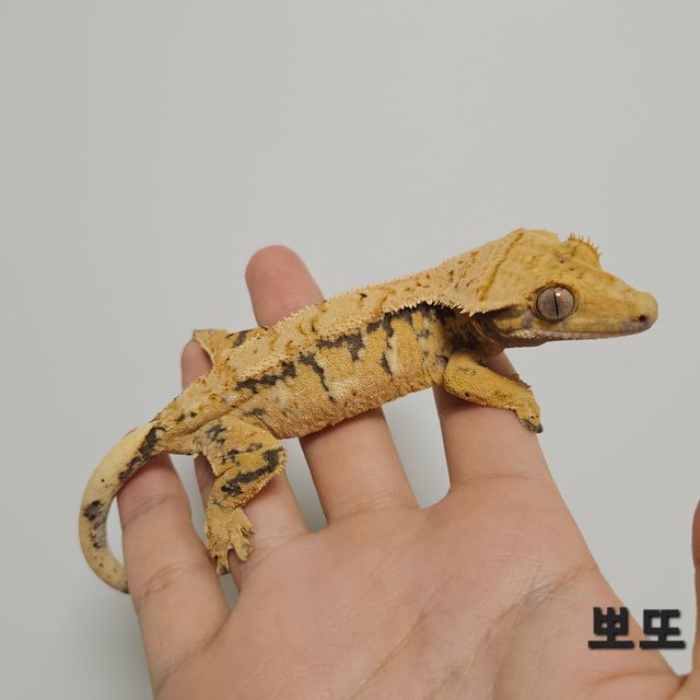 트라이 드리피 텐저린