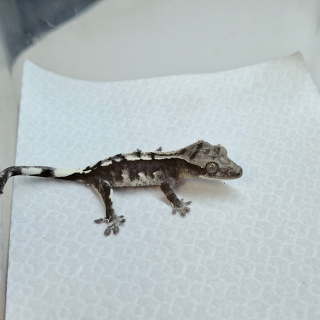 Axanthic