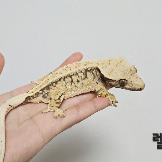 드리피 화이트스팟 풀핀 쿼드